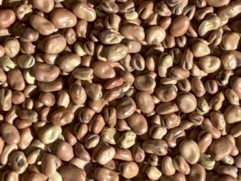 20/21 Old Season Beans