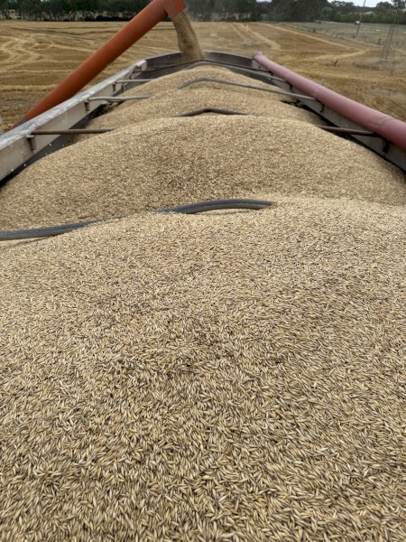 Bannister oat seed 
