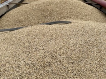 Bannister oat seed 