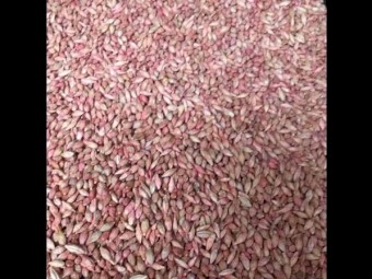 Barley Seed
