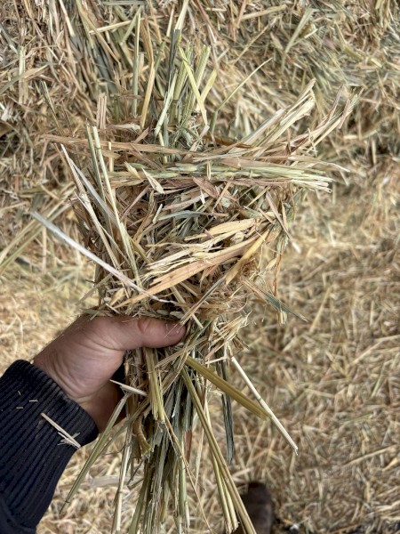 Oaten Hay