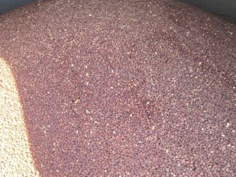 Faba Beans (Feed)