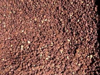 Faba Beans (Feed)