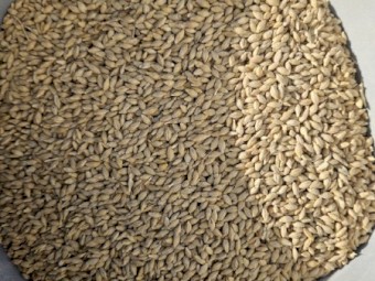 26mt F1 Barley