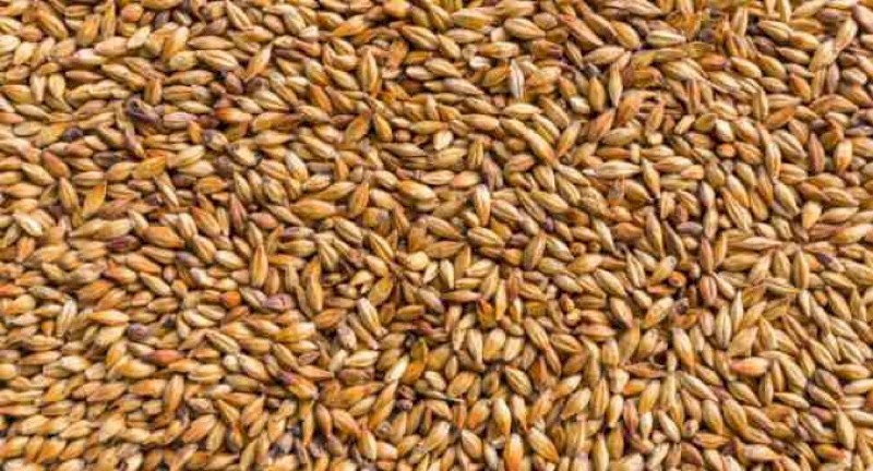 Feed Barley For Sale