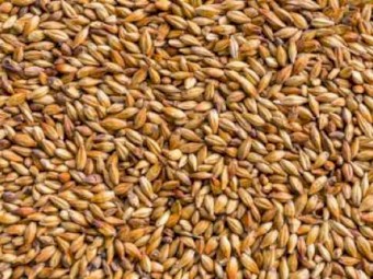 Feed Barley For Sale