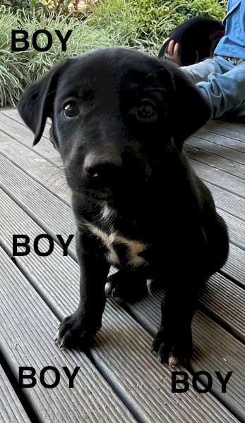 Kelpie Pups
