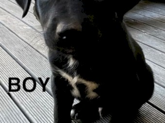 Kelpie Pups
