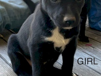 Kelpie Pups