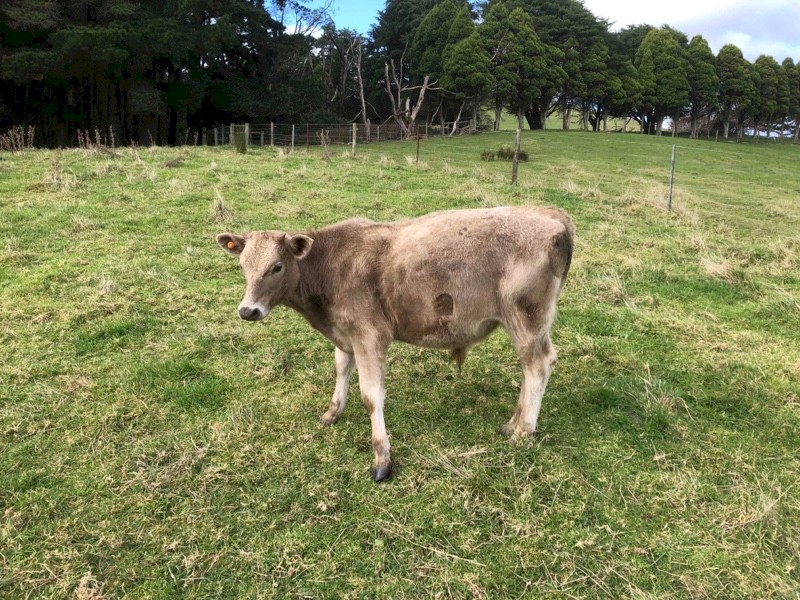 Beef Calves