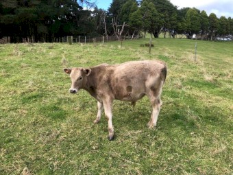 Beef Calves