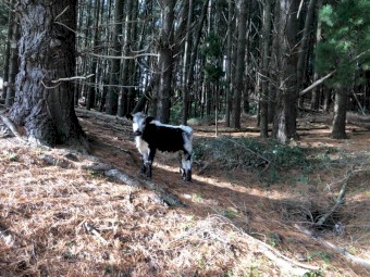Beef Calves
