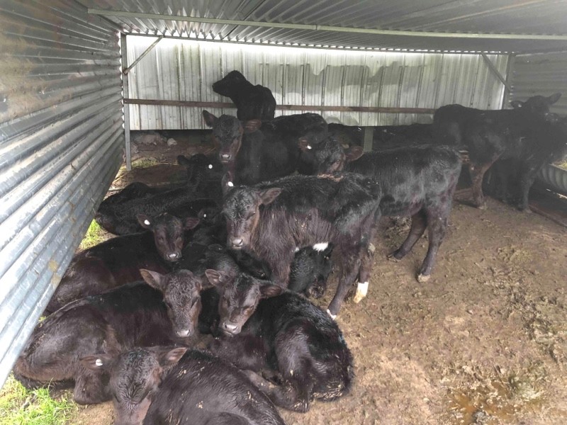 15 Angus Cross Calves