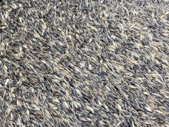 Saia Oat Barley Mix