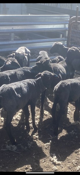 Lambs