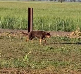 Kelpie Dog (Female)