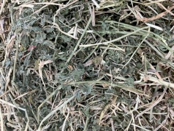 Lucerne and barley hay Dec 2022 biodynamic grown 