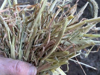Barley Hay 2023