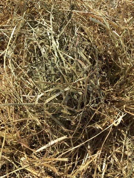 Ryegrass Rolls