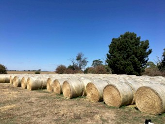 Ryegrass Rolls
