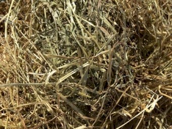 Ryegrass Rolls