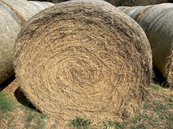 Ryegrass Rolls