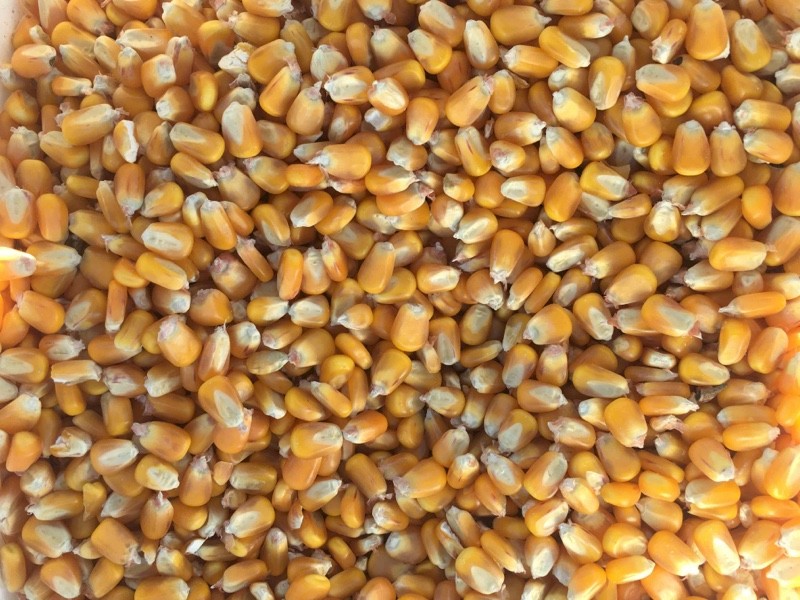 Feed Corn 500 Tonne