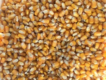 Feed Corn 500 Tonne