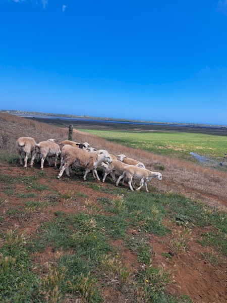 Australia White Ewe lambs and Ram lambs