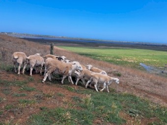 Australia White Ewe lambs and Ram lambs