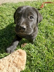 Labrador Retriever
