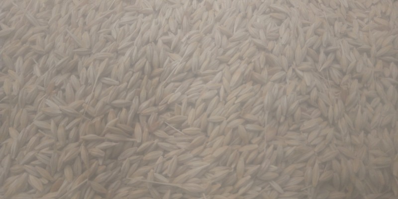 100mt BAR2 Barley