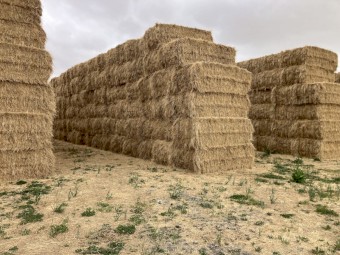 Pasture Hay 8x4x3 Bales
