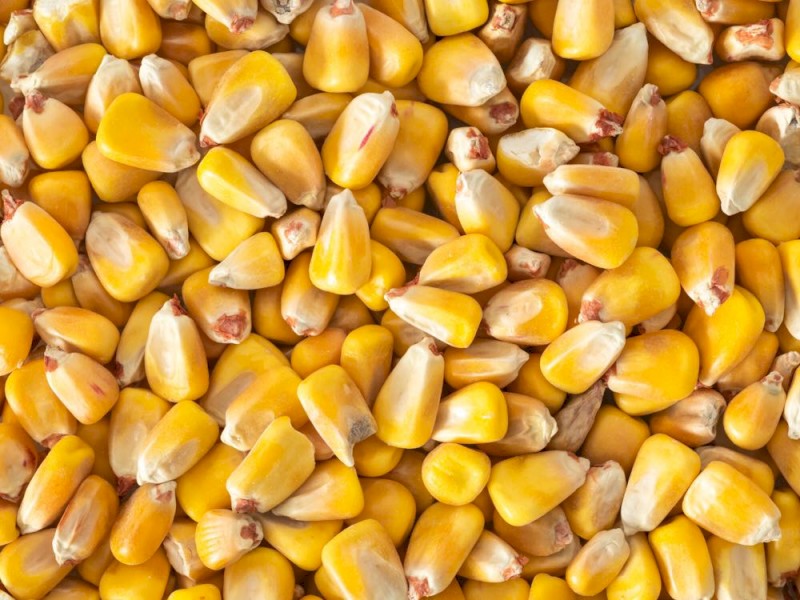 Corn with High Moisture 18-19%