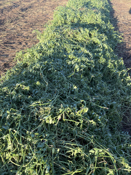 300mt Vetch Hay 8x4x3 Bales (New Seasons)