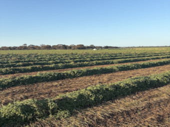 300mt Vetch Hay 8x4x3 Bales (New Seasons)