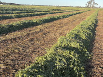 300mt Vetch Hay 8x4x3 Bales (New Seasons)