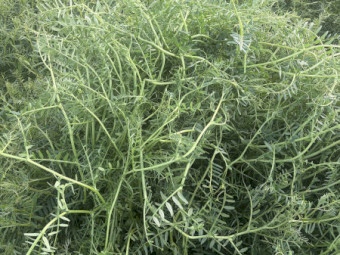 300mt Vetch Hay 8x4x3 Bales (New Seasons)