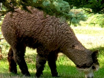 2 Female Alpacas