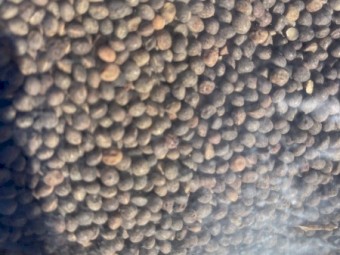 Rasina Vetch Seed