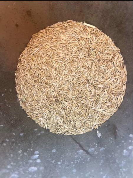 6mt Kingbale Oat Seed