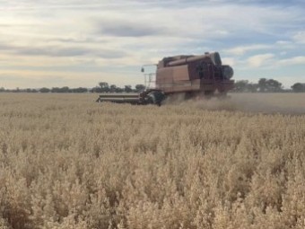 6mt Kingbale Oat Seed