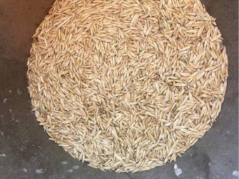 6mt Kingbale Oat Seed