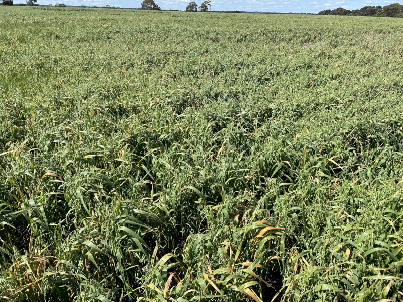 100 x Oaten Hay Round Bales
