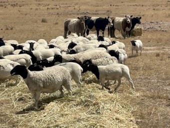 Oaten Hay 5x4 Round Bales 420kg