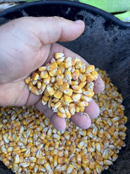 88mt Feed Corn