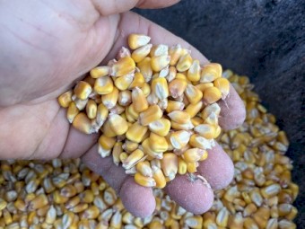 88mt Feed Corn