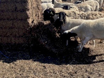 Vetch Hay