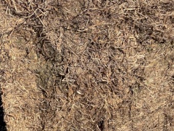Vetch Hay