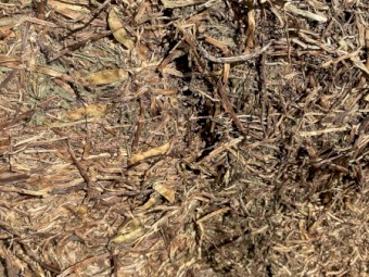 Vetch Hay